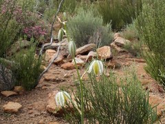 Albuca leucantha