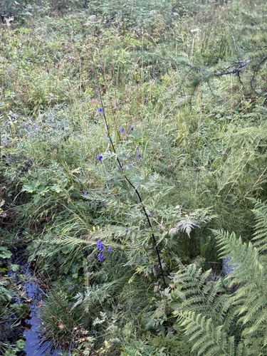 Aconitum degenii, photograph 4