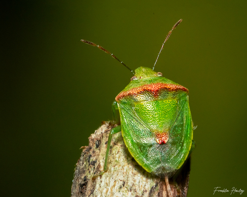 Cyptocephala antiguensis (Westwood, 1837)