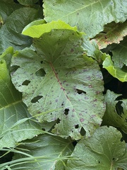 Rumex alpinus