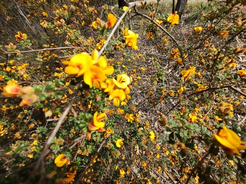 Pultenaea scabra, photograph 1