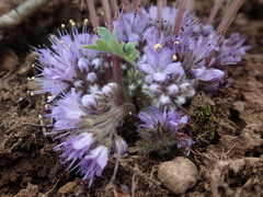 Hydrophyllum alpestre