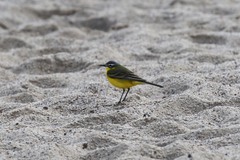 Motacilla flava flava