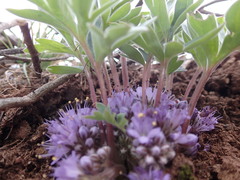 Hydrophyllum alpestre