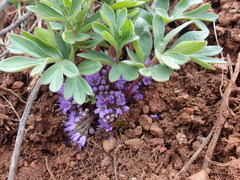 Hydrophyllum alpestre