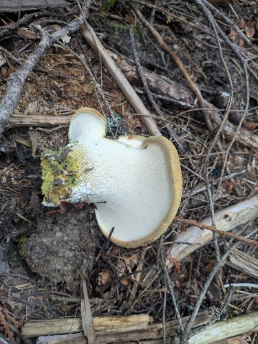 Greening Goatsfoot