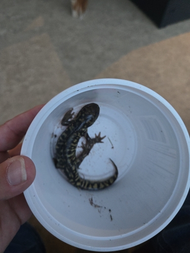 Western Tiger Salamander