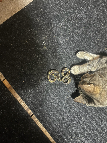 Plains Garter Snake