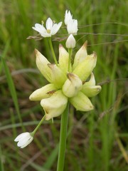 Allium canadense canadense