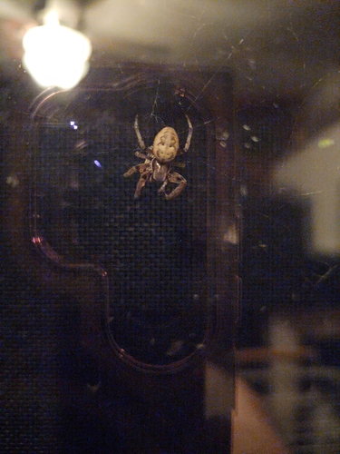 Furrow Orbweaver