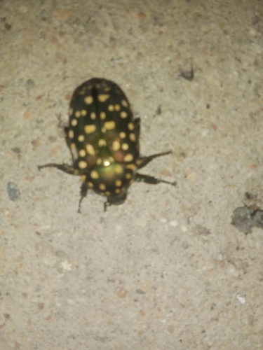 Yellow-spotted Flower Chafer
