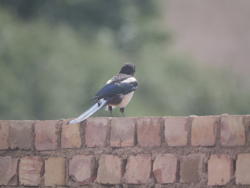 Eurasian Magpie