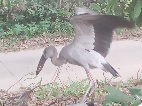 Asian Openbill