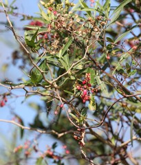 Muehlenbeckia sagittifolia