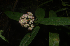 Miconia melastomoides