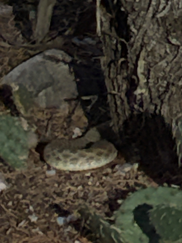 Prairie Rattlesnake