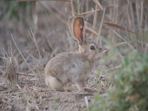 Yarkand Hare