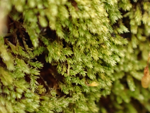 Mielichhoferia mielichhoferiana, 2026-09-03