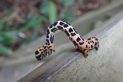 Epobeidia tigrata tigrata