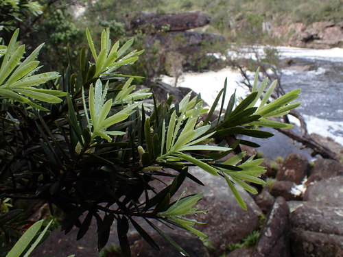 Podocarpus aracensis (Podocarpus aracensis)