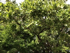 Quercus stellata