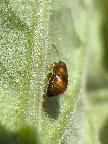 Tobacco Flea Beetle