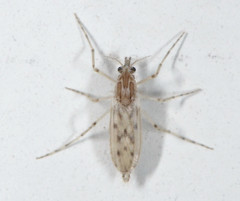 Chaoborus astictopus