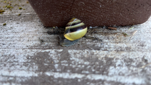 Brown-lipped Snail