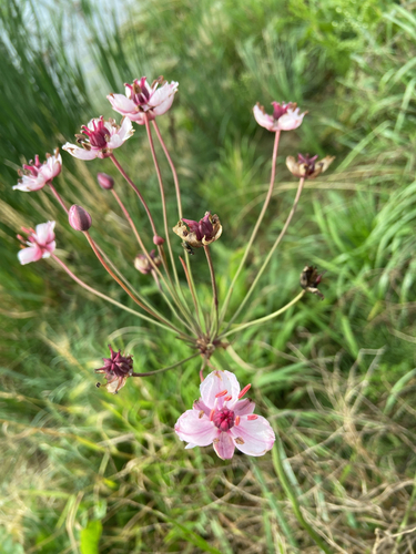 Flowering-rush