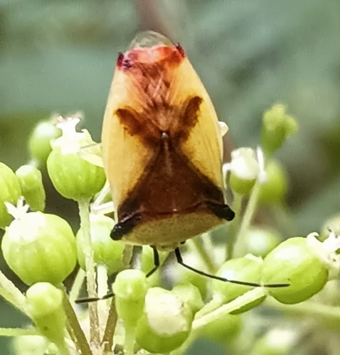 Hercules club stink bug photo 3