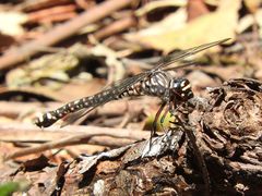 Austroaeschna tasmanica
