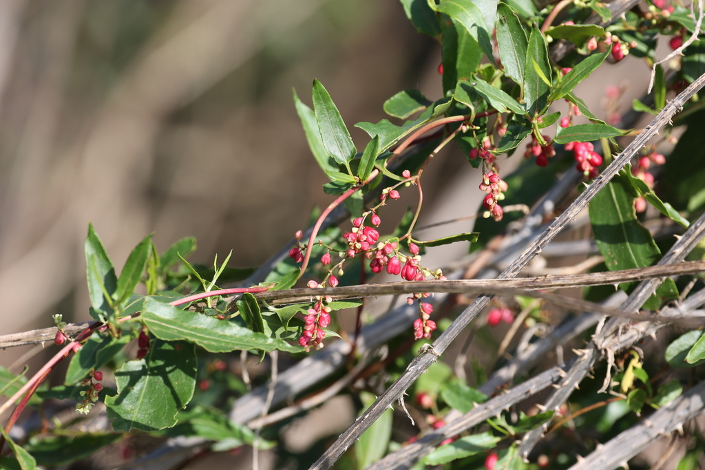 Muehlenbeckia sagittifolia; photograph (c) Andrea Gantzer, some rights reserved (CC BY)