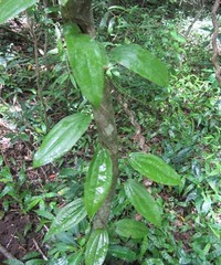 Dioscorea soso