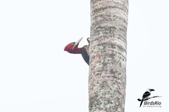 Campephilus robustus