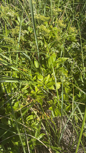 Scots Lovage