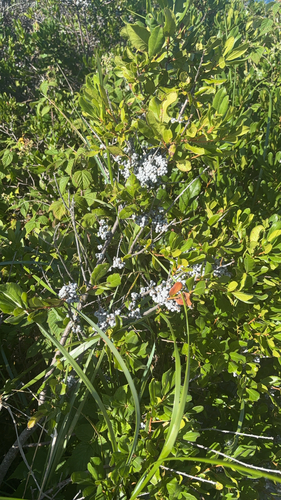 northern bayberry