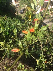 Leuenbergeria bleo