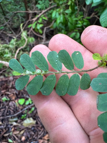 Phyllanthus leucanthus observed 2026-09-03