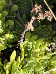 Sempervivum montanum, photograph (c) Tony KM, some rights reserved (CC BY)