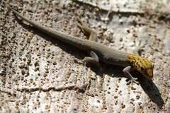 Lygodactylus picturatus