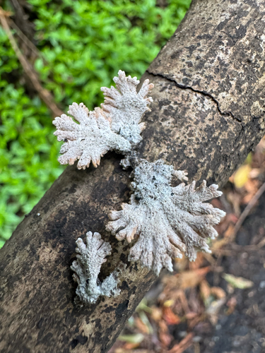 Schizophyllum radiatum, 2026-09-03