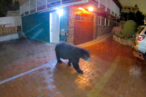 Black Bear sighting near Greater Vancouver