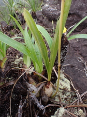 Catasetum discolor, photograph (c) Nolan Exe, some rights reserved (CC BY)