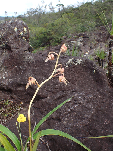 Catasetum discolor, photograph 1