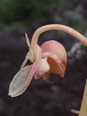 Catasetum discolor, photograph (c) Nolan Exe, some rights reserved (CC BY)