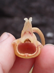 Catasetum discolor, photograph (c) Nolan Exe, some rights reserved (CC BY)