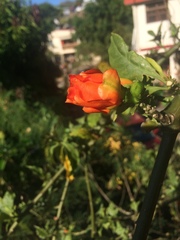 Leuenbergeria bleo