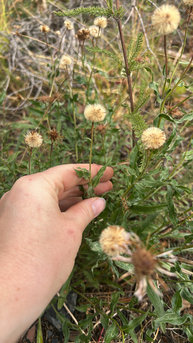 Erigeron speciosus, 2026-09-03