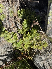 Sempervivum montanum, photograph (c) Tony KM, some rights reserved (CC BY)