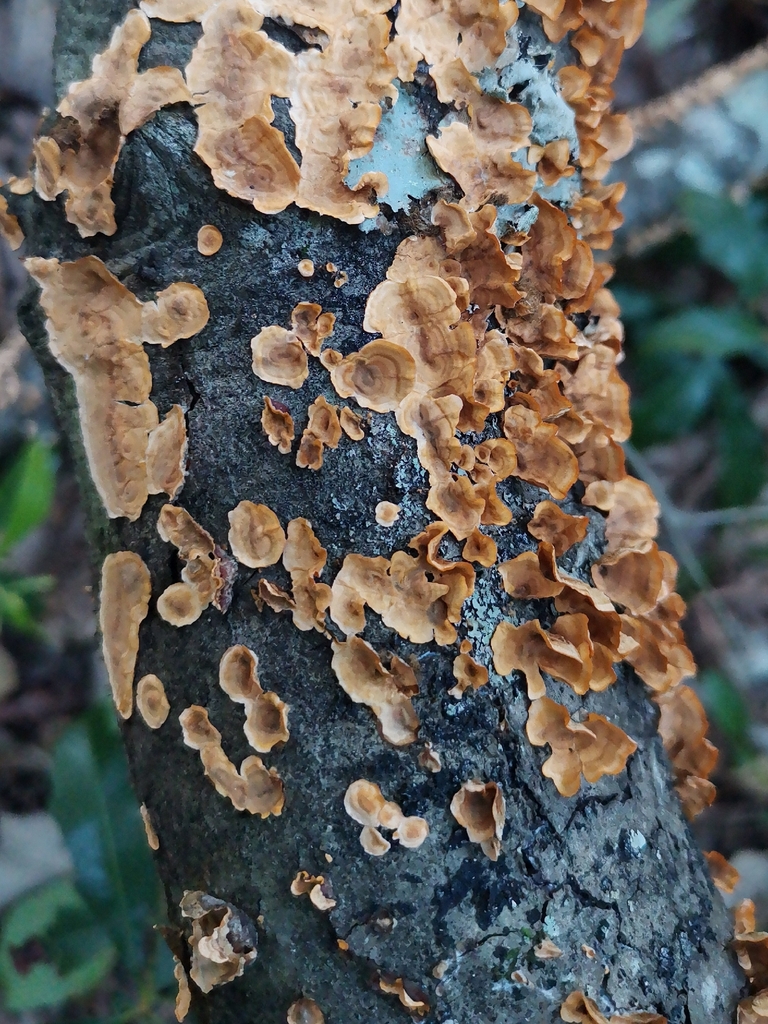 crowded parchment · September 2026 · photo: Photo: (c) Cheryl Stinchcomb, some rights reserved (CC BY) · iNaturalist